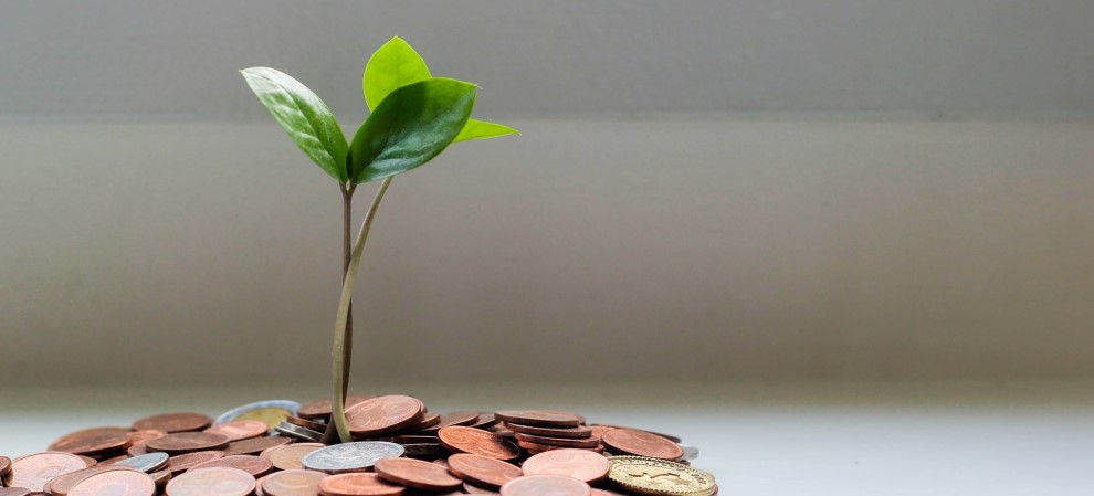 plant growing from pile of coins